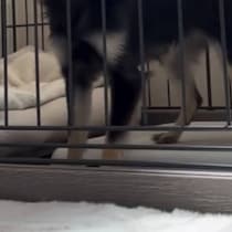 5万3850円に値下げ後も売れ残る犬→自宅に迎え入れたら……→まさかの姿が136万再生「泣いてしまいました」