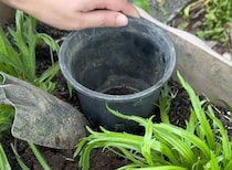 小さなプラ鉢を土に埋め、生ごみを入れたら……　1週間後の“驚きの変化”に「すごっ！」「真似してみよう」