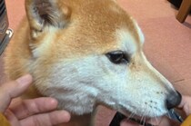 70代夫妻から託された“5歳の柴犬”→新しい家で見せた姿に「大切に育てられてきた子だ」「胸が締め付けられます」