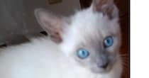 子猫時代、ほぼ白だった愛猫→約8年後……　「詐欺にあいました」　飼い主仰天の現在に「えっ」「こんな詐欺なら詐欺られたい」
