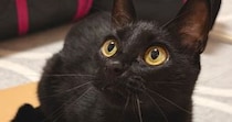 座っていた愛猫がスッと立ち上がると……「最高の買い物したかもしれん」　430万表示の驚きの光景に「やばい」「なにこれすごい」