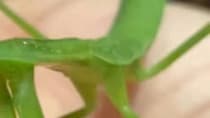 息子が飼っているカマキリ→虫嫌いのママがご飯をあげたら……「可愛いと錯覚し始めた」　“思わぬ反応”に「めちゃくちゃ愛嬌たっぷり」