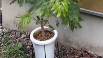 部屋に置いていた観葉植物→気付けば“害虫”が……！　“驚きの対策”に「見事にスッキリ」「うちも困ってます」