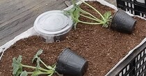 小さいポットにスイカの種を植えて68日後……「すごい！」　“まさかの光景”が2200万再生　「天才的」「私も試してみます！」