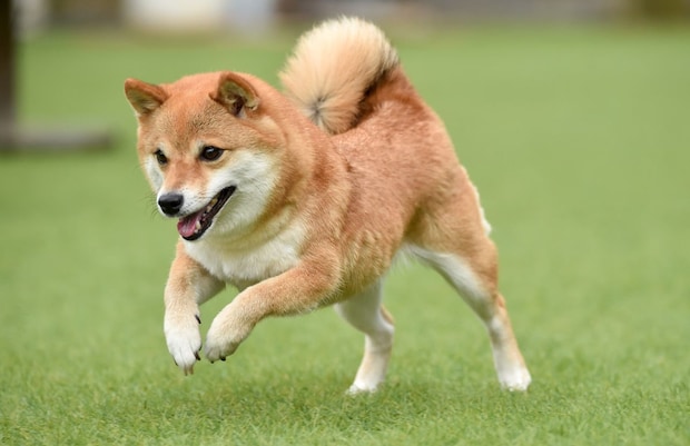 【女性に聞いた】老後に飼いたいと思う「犬種」ランキング! 2位は「チワワ」、1位は?