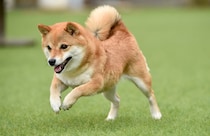 【女性に聞いた】老後に飼いたいと思う「犬種」ランキング！　2位は「チワワ」、1位は？