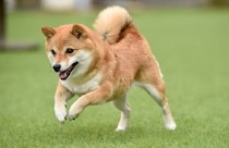 【画像：ランキング25位～1位を見る】