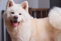 【男性が選ぶ】最強にかっこいい「犬種」ランキングTOP27！　第1位は「秋田犬」【2026年最新調査結果】