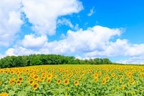 「今後行きたい旅行先」ランキングTOP11！　第1位は「北海道」【2026年最新調査結果】