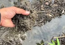 台風の被害に遭った田んぼ→20日後、稲の様子を見てみると……　“驚きの結果”に「ホントに奥が深い」