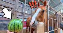 35度を超える猛暑日、馬に「特販」のスイカを差し出すと→じっくり眺めた後に……　まさかの光景に「想像以上」「高級品か！？」