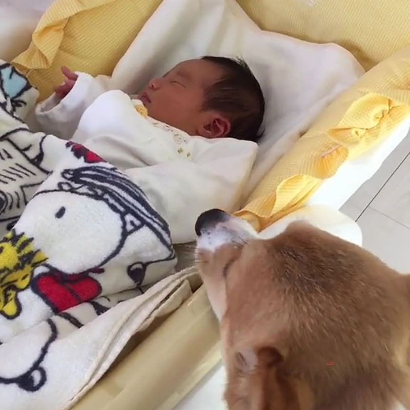 生まれたときから犬と育った赤ちゃん→4年後の光景に「涙が出てきました」「ずっと見守ってるんだな」