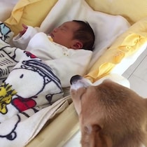 生まれたときから犬と育った赤ちゃん→4年後の光景に「涙が出てきました」「ずっと見守ってるんだな」