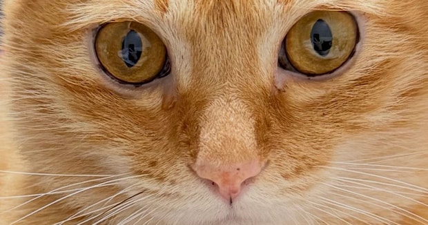 愛猫に1本だけ生えている黒いヒゲ→「抜けたらちょうだいね?」と言っていたら…… 3190万回表示の“驚きの行動”に「スゴい」「賢い」