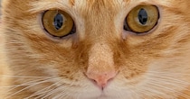 愛猫に1本だけ生えている黒いヒゲ→「抜けたらちょうだいね？」と言っていたら……　3190万回表示の“驚きの行動”に「スゴい」「賢い」