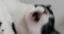 セリアで買ったペット用おもちゃ→愛猫にあげてみたら……「天国行ってもうてるやんw」　まさかの姿が190万表示「買わねば」「コスパ最強」