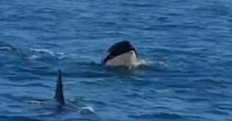 北海道・知床半島で海を眺めていたら……「泳ぎ方教えてもらえ」　まさかの光景に「初めて見ました」