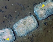 深海7000メートルに、1200キロにわたる“クジラの墓場”――　530万年前の化石や新種の生物を確認【海外】