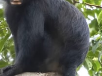 アフリカで“新種のサル”発見　唇は鮮やかなオレンジ色　研究者は絶滅危惧種への分類も提案【海外】