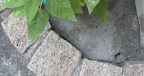 幼稚園児の息子が「枝豆」と持ち帰った苗→育ててみたら……「おやまぁ」　“驚きの光景”に「夏だーって感じ」