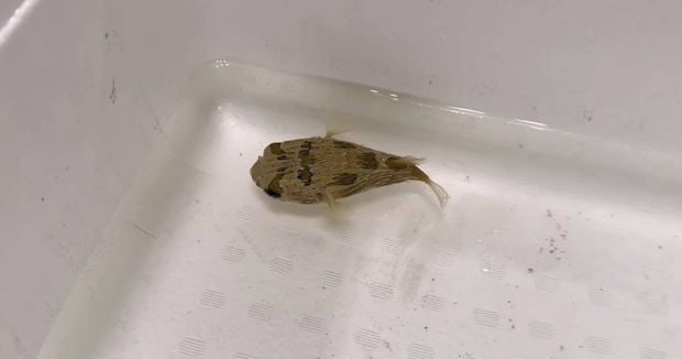 スーパーで見つけた“ハリセンボン”→連れ帰って水槽に入れたら……　数日後の姿に「なんと愛らしいお顔」「すごい勢いあった」