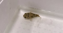 スーパーで見つけた“ハリセンボン”→連れ帰って水槽に入れたら……　数日後の姿に「なんと愛らしいお顔」「すごい勢いあった」