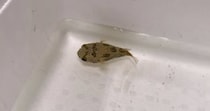 【動画】ハリセンボンの様子