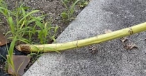 強風にあおられ、なぎ倒されたヒマワリ→もうダメかと思ったら、数週間後……　まさかの姿に反響「めっちゃ素敵」