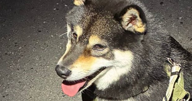 黒柴と夜散歩→疲れて止まった姿をカメラで撮ったら…… 予想外の“まさかの光景”に「確かにそれっぽい」「凄いクオリティー(笑)」