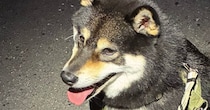 黒柴と夜散歩→疲れて止まった姿をカメラで撮ったら……　予想外の“まさかの光景”に「確かにそれっぽい」「凄いクオリティー（笑）」