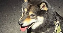 【画像】夜×黒柴の既視感あふれるショット