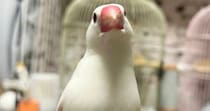指先に止まった文鳥→よく見ると……「？」　何にも分かってなさそうなほほえましいショットが75万表示　「コレはカワイイ」「ミラクルショット」