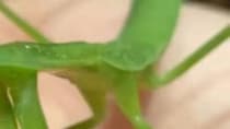 息子が飼っているカマキリ→虫嫌いのママがご飯をあげたら……「可愛いと錯覚し始めた」　“思わぬ反応”に「めちゃくちゃ愛嬌たっぷり」