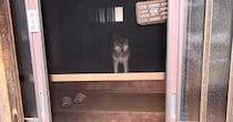 【動画】柴犬の様子