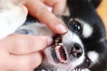 「今は磨いてくれと言わんばかりにすり寄ってきます」　小型犬用“ヤギ・馬毛の歯ブラシ”が高評価　「購入して約2年間ほぼ毎日2回朝晩使用しています」「噛んでも壊れず丈夫です」