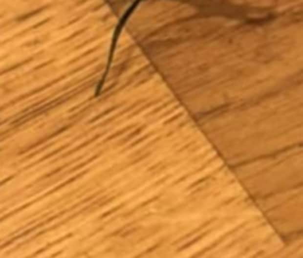 キッチンでバッタを発見→近付いてみると…… まさかの正体に驚き「ヒィっ!」「心臓に悪いよね、、、」