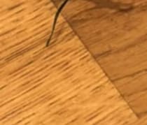 キッチンでバッタを発見→近付いてみると……　まさかの正体に驚き「ヒィっ！」「心臓に悪いよね、、、」