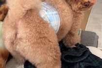 「小手伸也そっくり」と言われた愛犬→「想像の10倍似てて笑いが止まらない」まさかの姿に「生き別れの兄弟説」「パーツのバランスが同じ」