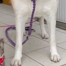 「うちの秋田犬が、柄本明さんに似ています」まさかの姿が154万表示「ソッッックリ！」「めっちゃ似てて笑いました」