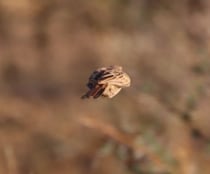 約1世紀ぶりに“幻の鳥”がアフリカで再発見――　生きた姿の撮影に世界で初めて成功【海外】