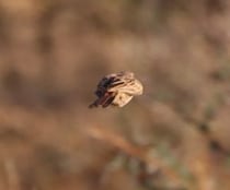 【画像】再発見された「幻の鳥」