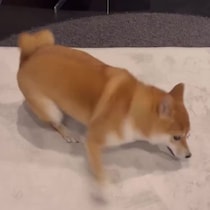 ニトリのラグ→愛犬が強めにひっかいたら……　驚きの姿に「えっと近くのニトリどこだっけ」「うちも買います」と109万再生