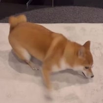 【画像】驚きの姿