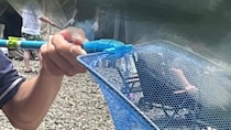 家族で川遊びへ→高1息子が100均の網でつかまえたのは……「すごい！」　“衝撃の光景”に「めっちゃ大きい！」「楽しそう」