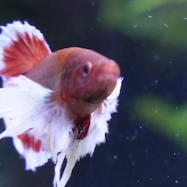 魚がおびえてしまう“闘魚”の水槽→貝を入れたら…… 　「大変だな」「怖くなりました」「個体差なんだろうな」