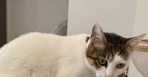 3歳児がミニカーで遊んでいたら……　猫の“優しい気遣い”が47万表示の話題　「やさしすぎる〜〜〜！！！」「かわいいやさしい最高」