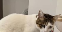 【画像】その他の猫画像