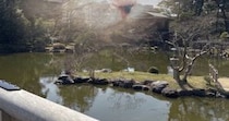 「京都来てるんだけど旅先でも常にこれ」　猫の飼い主が投稿した“共感しかない写真”が4200万表示　「めちゃくちゃわかる」「先月これだった」
