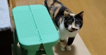 人間でいうと100歳のご長寿猫→飼い主が撮っていると……「お前すごいな」　驚きの光景が100万表示「うわー！」「ほんと？？」