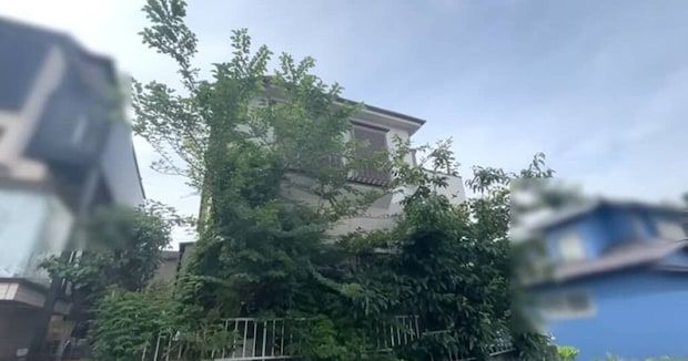 10年前に伐採したはずの“ど根性な巨木”→便利屋さんがノコギリだけで……　“驚きの変化”に反響